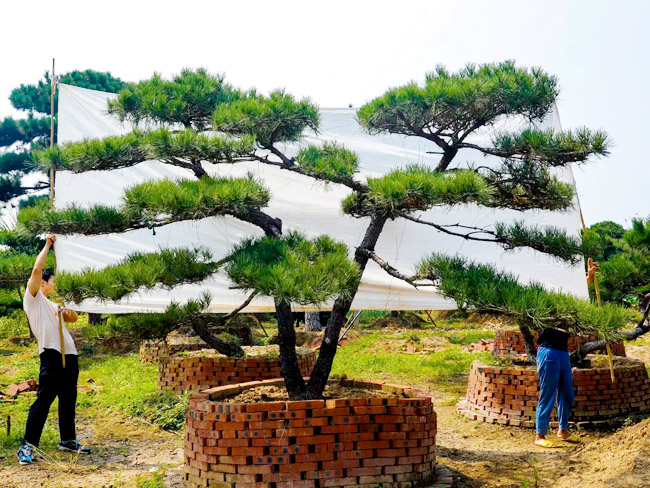 培育造型黑松的技巧有很多，你都知道有哪些？