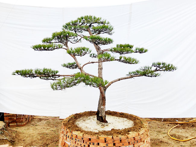 造型松日常養(yǎng)護注意事項