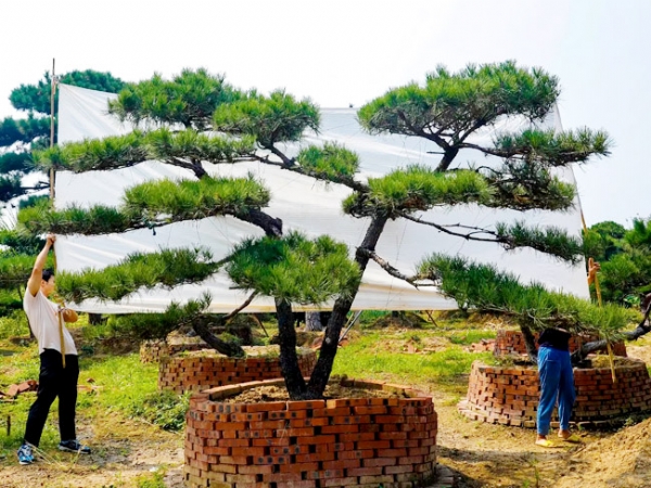 培育造型黑松的技巧有很多，你都知道有哪些？