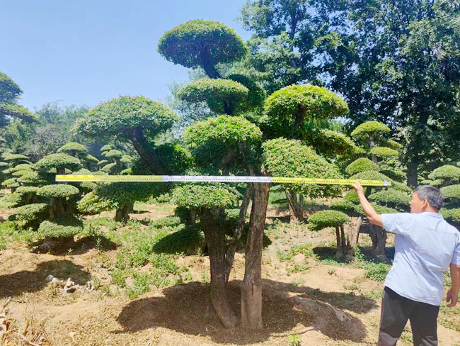 對(duì)節(jié)白蠟