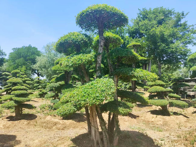 對(duì)節(jié)白蠟