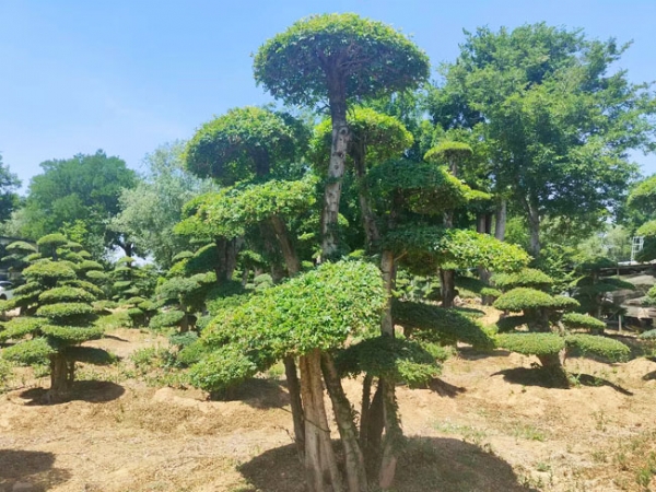 對(duì)節(jié)白蠟